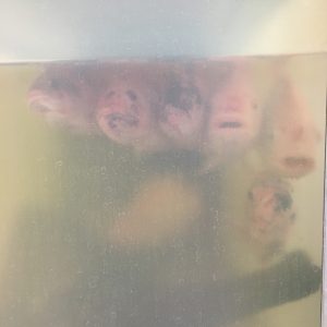 fishtankfish