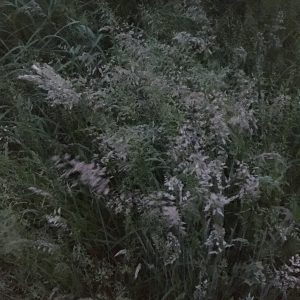 Gras
